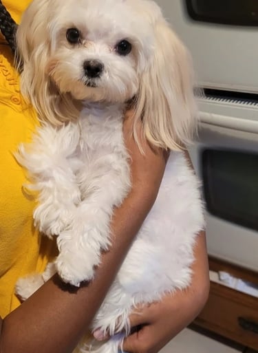 Beautiful White Mal-Shi Puppy in arms in Texas