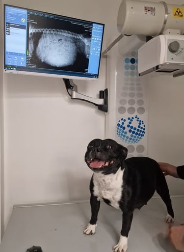 Controllo ecografico e radiografia di una femmina Staffordshire Bull Terrier.