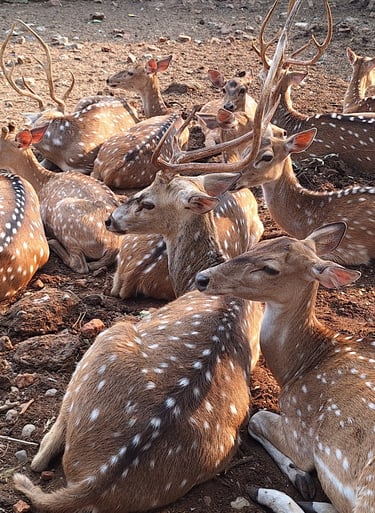 spotted deers in Bardiya