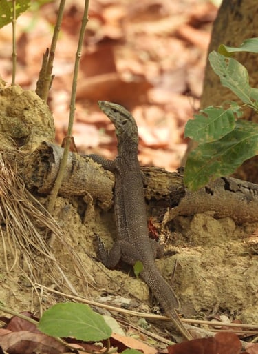 monitor lezard in Bardiya