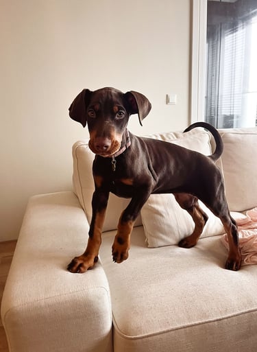 Puppies for Sale 