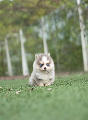 Puppies for Sale 