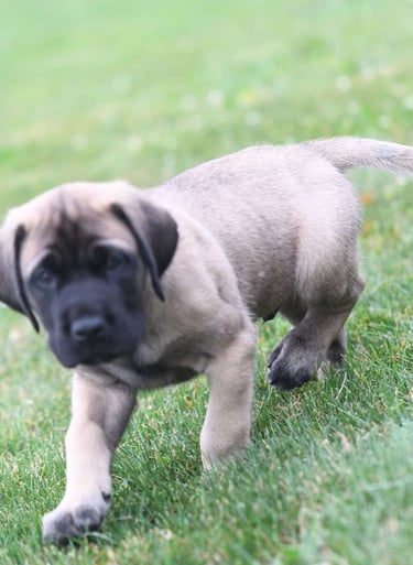 Puppies for Sale 