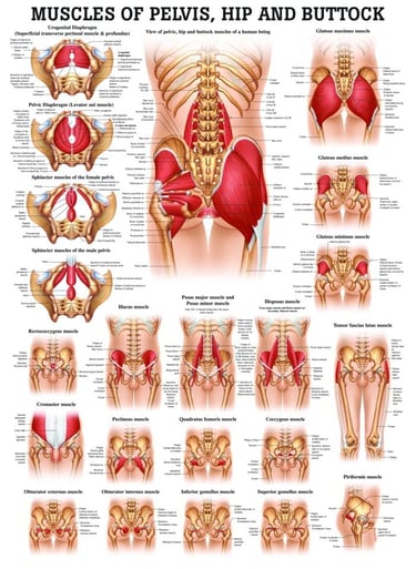 muscles of the pelvis, hip, and buttock