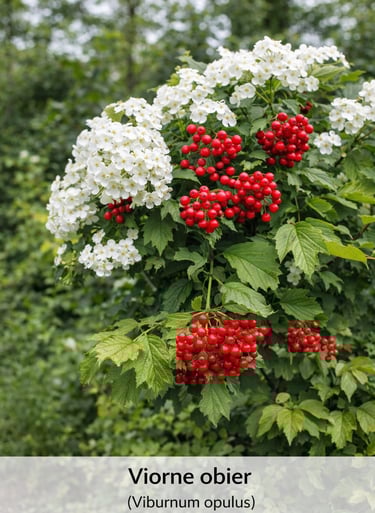 viorne obier arbuste ornemental espaces verts lotissement Belbeuf