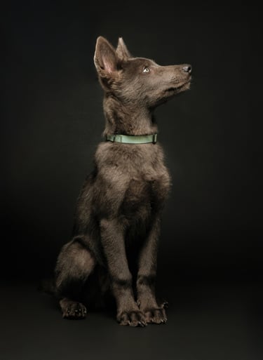 Portrait chien studio finistère brest