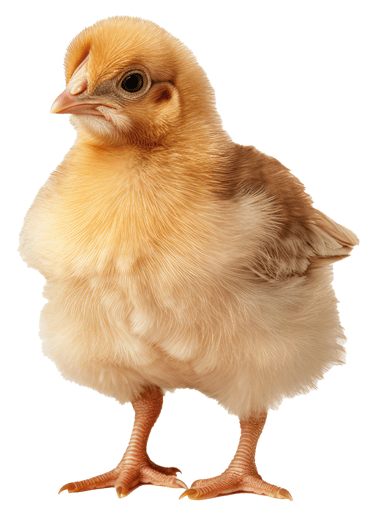 Avicultura pintinho amarelo