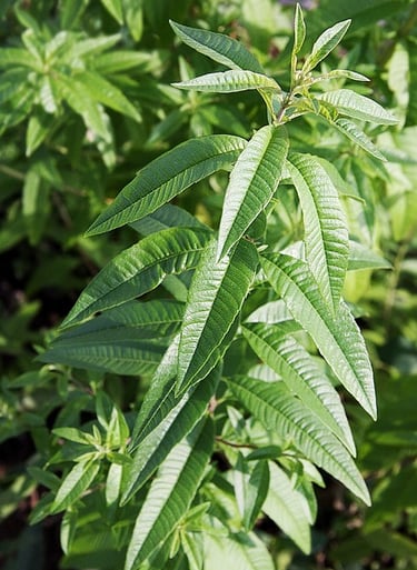 verveine citronée
