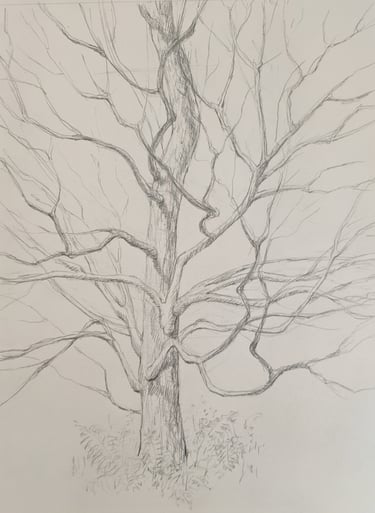 graphite sketch of a slender tree
