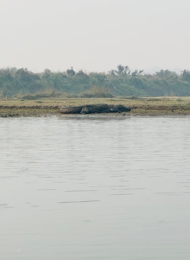 Crocodile