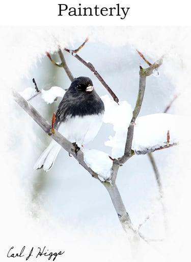 dark eyed junco
