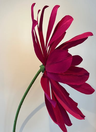 fleur géante , la Marguerite