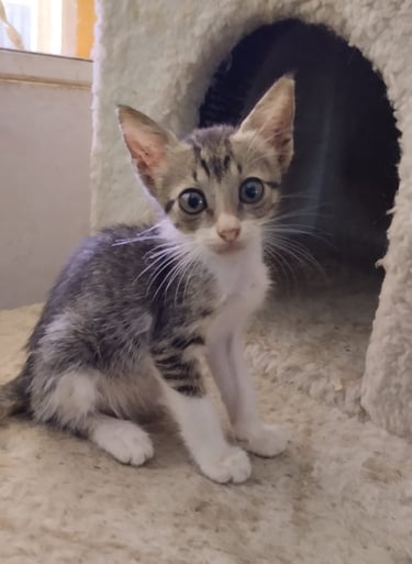 Mishi tiene 2 meses, está desparasitada, esterilizada y vacunada.