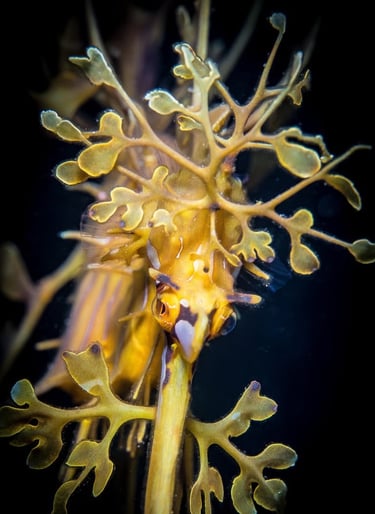 Leafy Seadragon