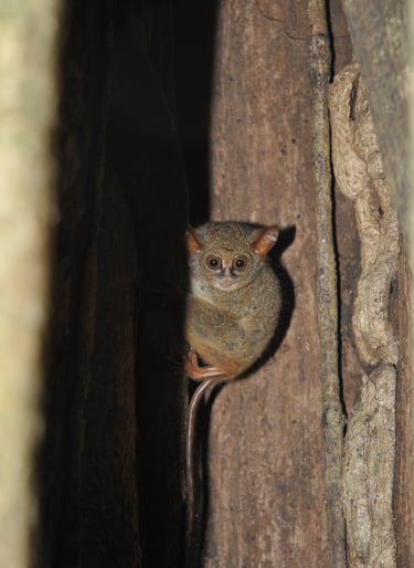 Tarsier hiding in a giant fig tree in the Tangkoko Nature Reserve in sulawesi, indonesia