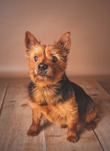 Sesión de retrato de mascota en estudio con un estilo muy natural realizado en Almendralejo por Amélie Art.