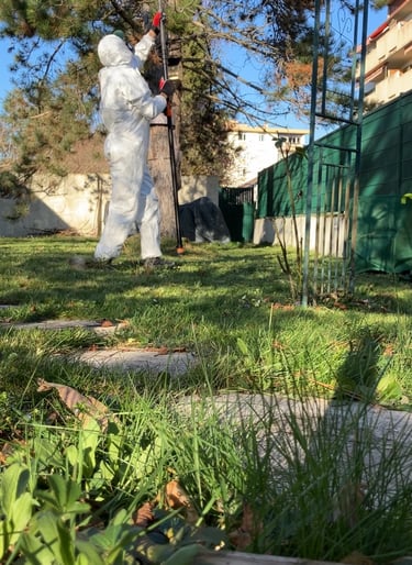intervention chenilles processionnaire haute-Savoie, annemasse, ambilly, etrembières,ville la grand 