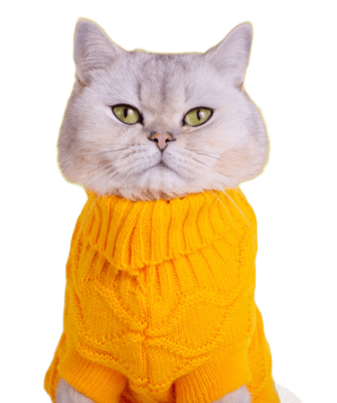 Gatito con suéter amarillo de diseño original para mascotas