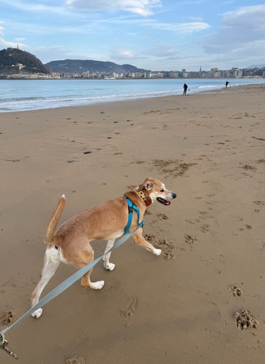 Rescue dog experiencing the ocean for the first time on a beach in San Sebastian, Spain