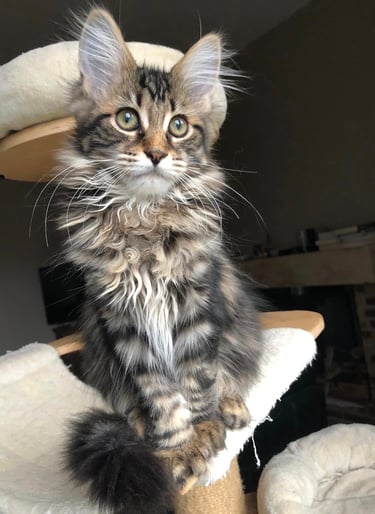 a cat kitten maine coon sitting on a cat tree