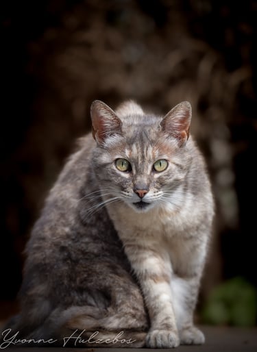 Foto van Sky, een mooie grijze kat