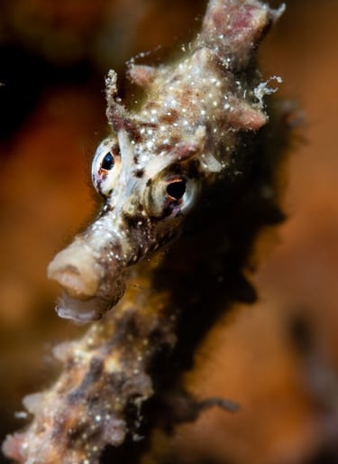 Seahorse