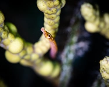 Pipefish