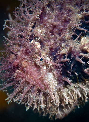 Tasselled Anglerfish