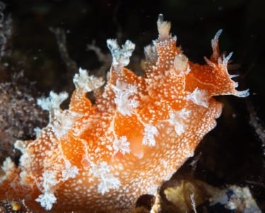 Nudibranch