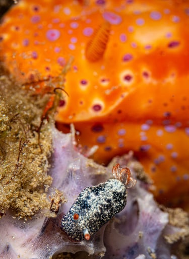 Nudibranch
