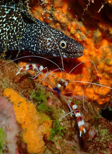 Aquarium Voyage France Guadeloupe