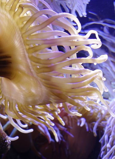Aquarium Voyage France Guadeloupe