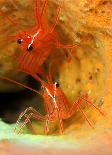 antennaire voyage france guadeloupe