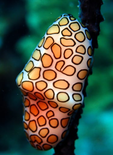antennaire voyage france guadeloupe