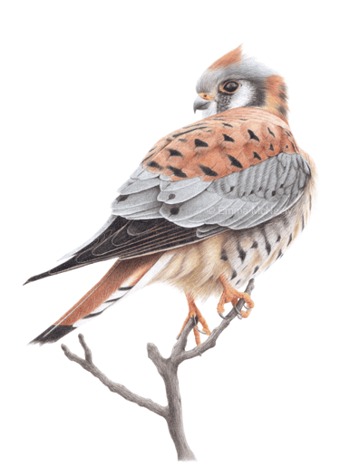 American kestrel wildlife portrait in colored pencil