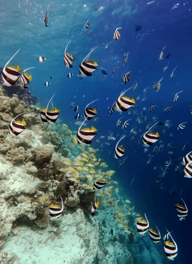 kudadoo maldives snorkelling fish