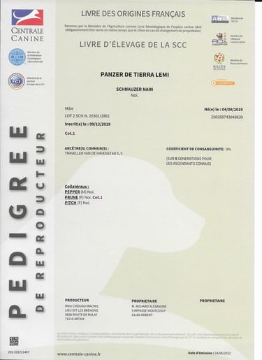 pedigree d'un étalon schnauzer