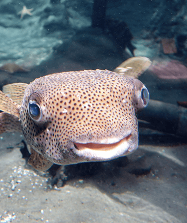 Aquarium Voyage France Guadeloupe