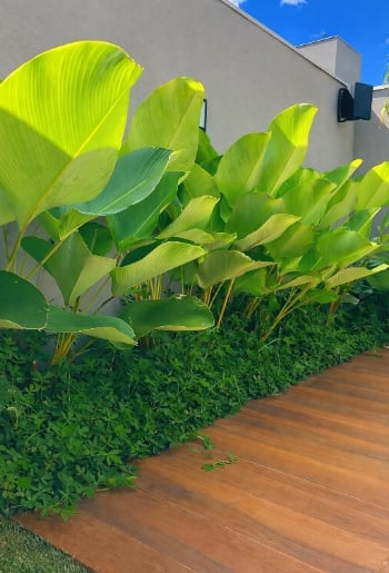 Jardim Tropical.