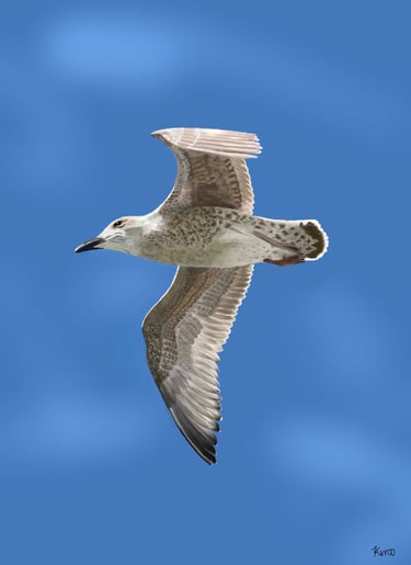 Juvenile Herring Gull in flight