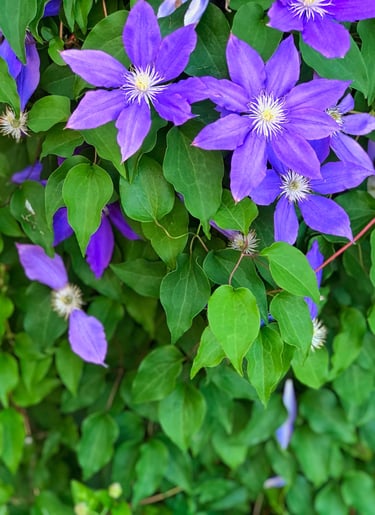 bright purple clematis vine flowers in chicago photography