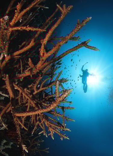 a diver is swimming in the ocean