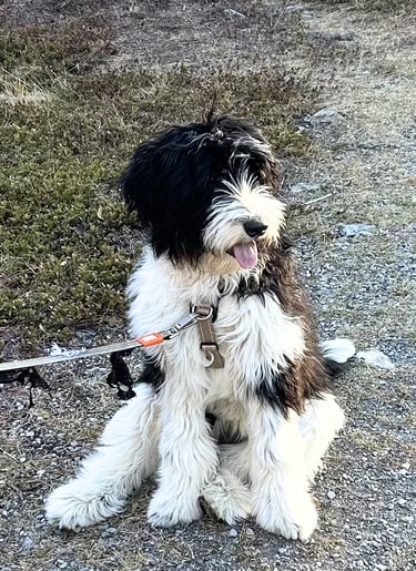 Furnished Bernedoodle