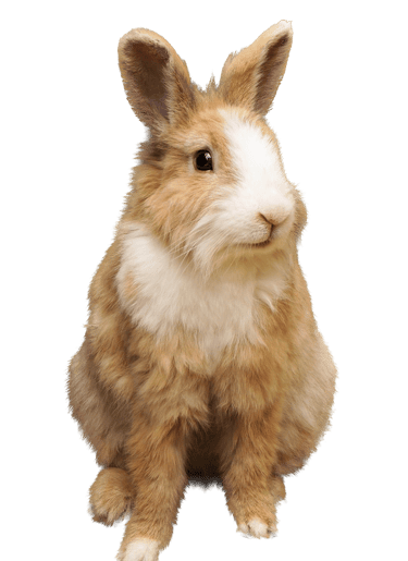 Ostéopathie pour NAC et lapin