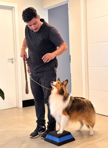Adestrando um Shetland Sheepdog obediencia adestramento