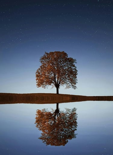 arbre sur ciel étoilé