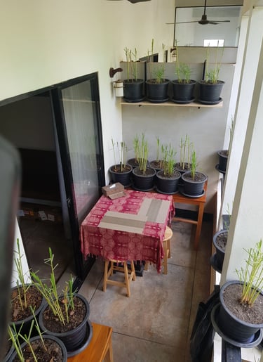 alt="Potted citronella or herbal plants arranged on shelves and tables on a balcony terrace"