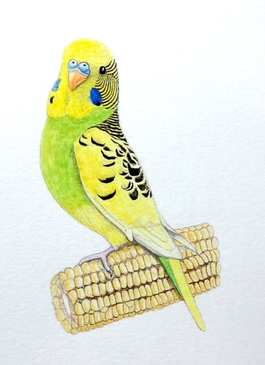 Budgie painting in watercolour by Mandy Garratt