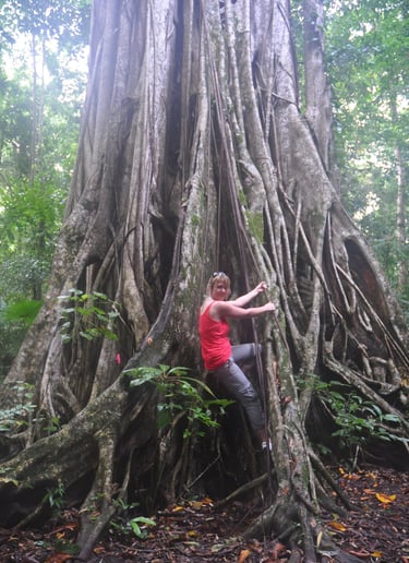giant fig trees in the Tangkoko Nature Reserve in sulawesi, indonesia