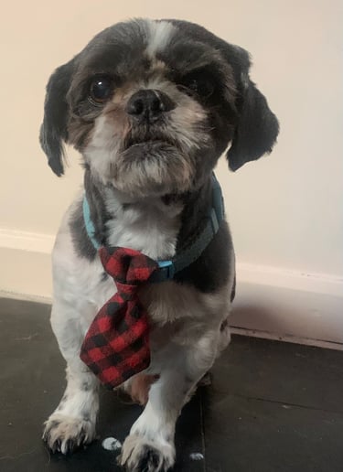 Chester, a grey and white Shih Tzu wearing a red and black tie, in loving memory.